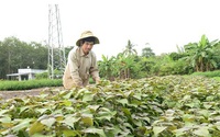 Trồng loại rau dân gian đã dùng làm thuốc hen suyễn cả ngàn năm nay, dân Bình Phước cứ bán là hết sạch