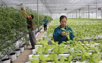 Các chính sách hỗ trợ, ưu đãi với hợp tác xã và liên hiệp hợp tác xã