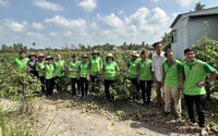 Một nông dân TP HCM hé lộ cách trồng mai vàng Thủ Đức cho dáng đẹp, nhiều hoa, vạn người mê