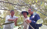 Kiên Giang: Vì sao trên cánh đồng lúa lại mọc lên những vườn sầu riêng bạt ngàn, trồng 1 lần ăn hoài?