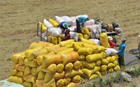 Việt Nam tham vọng đưa trực tiếp gạo Việt vào các hệ thống phân phối lớn trên thế giới