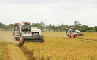 Một nước Đông Nam Á đột ngột mua nhiều, giá một loại nông sản chủ lực của Việt Nam tăng vọt, đạt 517 USD/tấn