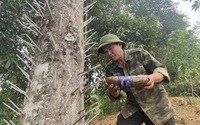 "Cao nhân" trồng cây dó bầu ở Bắc Kạn hé lộ về cách chế thứ thuốc lạ tạo trầm hương thơm nức