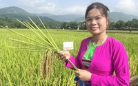 Nhờ đặc tính này, giống lúa TBR89 đã chiếm trọn niềm tin của bà con nông dân xứ Mường