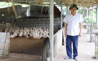Một thầy giáo ở Hà Giang nuôi con gì, trồng cây gì mà nghỉ hưu rồi vẫn thu 300 triệu/năm?