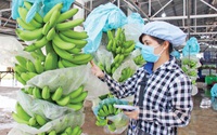Trung Quốc, Hoa Kỳ, Nhật Bản thu mua la liệt nông sản Việt Nam, nhiều mặt hàng thu về tỷ USD