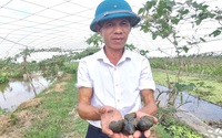 Làm giàu nhờ nuôi con đặc sản, một nông dân Ninh Bình hé lộ bí quyết chống nóng cho ốc nhồi