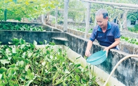 Nuôi con đặc sản "đắm chìm" trong bể xi măng ngập bèo, ông nông dân TT-Huế chỉ bán giống đã kiếm bộn