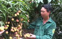 Vải sai quả chưa từng thấy, nông dân Xuân Quang ở Lào Cai phấn khởi vì được mùa được giá