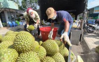 Nhiều vườn đã thu hoạch sạch bách, giá sầu riêng tăng nhanh, hàng tuyển lên 85.000 đồng/kg