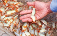 Đem loài cá đẹp như cá kiểng từ miền Tây lên Bình Phước nuôi trong ao, nhiều người kéo tới xem