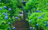 Trồng cây cảnh vào mùa hè, nhất định nhớ "5 không", nếu cố chấp coi chừng chỉ còn chậu