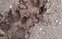 Vụ phát hiện 2 cá thể nghi là hổ tại Sơn La: Già làng từng săn hổ nói gì?