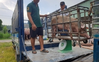 Giá heo hơi tăng, có lãi rồi sao người chăn nuôi ở Tây Ninh vẫn sợ tái đàn