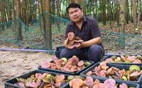 Vô khu rừng ở Gia Lai bất ngờ thấy một thứ "cây" mọc la liệt, đều tăm tắp, hóa ra nhổ lên bán rõ đắt