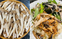 Nấm mối chưa vào mùa nhưng chị em đã săn lùng
