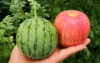 Loại dưa hấu lạ chỉ to bằng quả táo có ngon có ngọt không mà sao bán tới giá 200.000 đồng/kg?