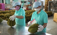 Sầu riêng Việt Nam đắt hàng tại Trung Quốc