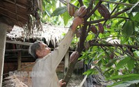 Trồng thứ cây ra trái to bự trên thân chung với cây dừa ở Bến Tre, hóa lại hay, nông dân có nhiều tiền hơn