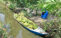 Vì sao dân miền Tây đang gắng chặn đọt cây mít Thái, giá mít hôm nay tiếp tục cắm đầu