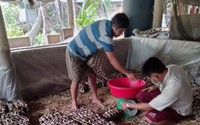 Nuôi loài đoản mệnh la liệt trong nhà, người ăn, cá ăn, chim cảnh cũng ăn, chị nông dân Vĩnh Long phát tài
