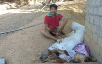 “Thủ phủ” nuôi gà thất thủ, nông dân điêu đứng để mặc cho gà chết hàng loạt