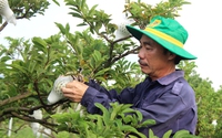 Rau rừng, bánh tráng, dưa lưới, mãng cầu, muối Tây Ninh sẽ có mặt trên kệ hàng 800 điểm bán của Saigon Co.op