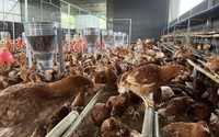 HSI hoan nghênh Green Connect tham gia chương trình sản xuất trứng gà nhân đạo