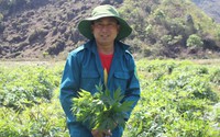 "Chữa bệnh nghèo" cho người dân ở cao nguyên Sìn Hồ: Nơi đất cằn "đẻ" ra tiền tỷ