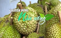 Chuyển động Nhà nông 6/6: Sản xuất sầu riêng quy mô lớn, chất lượng cao để xuất khẩu
