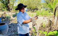 Một ông nông dân Vĩnh Long ròng rã hơn 15 năm trời hy sinh vườn nhãn chỉ "nuôi" một loài chim, đó là chim gì?