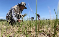 Clip: Sản lượng lúa gạo của Thái Lan năm nay dự báo giảm do El Nino