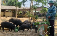 Thứ heo này ở Bình Định nuôi kiểu gì mà hễ nói bán là khối người mua?