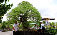 Cận cảnh cây me bonsai cực phẩm "hết nước chấm" giá gần 1 tỷ ở Bà Rịa-Vũng Tàu, ai cũng muốn chụp hình