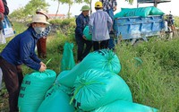 Mùa gặt, nông dân Nam Định chỉ cần ôm đống bao bì chờ sẵn, thóc tươi không cần đem về nhà