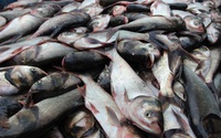 Ở Thái Bình, nông dân nuôi cá mè nhiều bán đi đâu, để làm gì, sao đây lại là mô hình nông nghiệp tuần hoàn?