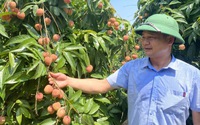 Một loại quả ngon của Tân Yên ở Bắc Giang chất lượng vượt trội, "hiên ngang" đi ra chợ thế giới