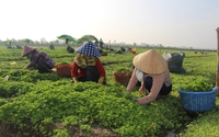 Trồng loại rau ăn tốt cho thần kinh, giải độc ở Long An, nông dân cắt roạt roạt, lãi 50-60 triệu đồng/vụ
