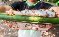 Có món đặc sản thịt bò ở Vĩnh Phúc, muốn ăn ngon phải đem cho tổ kiến bò lúc nhúc