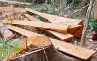 52 cây gỗ bị đốn hạ trong rừng phòng hộ ở Gia Lai