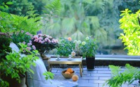 Những loại cây trồng ở ban công có thể hóa giải tà khí, giúp gọi lộc vào nhà