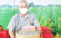 Festival lúa gạo Việt Nam năm 2023 sẽ được tổ chức tại Hậu Giang