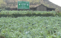 Atiso khoe sắc tím khắp núi đồi, nông dân Sa Pa vào mùa thu hoạch