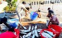 Nuôi cua biển to bự, nuôi cá dứa đặc sản, nông dân một huyện ở TPHCM đổi đời