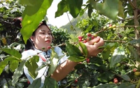 Đây là cây công nghiệp đang giúp nông dân một xã của Sơn La tăng thu nhập, làng bản đang giàu lên