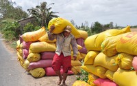Các nước đổ xô tìm mua một loại nông sản chủ lực của Việt Nam, 8 tháng bán 6 triệu tấn, giá cao kỷ lục