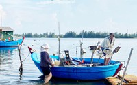 Ở một vịnh biển đẹp nổi tiếng của Quảng Ngãi, dân câu thứ cá gì mà bán 300.000 đồng/kg, thu 2-3 triệu/đêm?