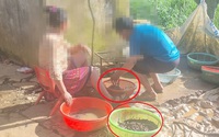 Thâm nhập vào “hang ổ” kích giun ở Sơn La: Tận mắt thấy “công xưởng” sấy khô giun đất của trùm “giun tặc” (Bài 4)