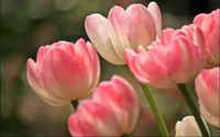 Sinh vào 5 ngày Âm lịch này, phú quý đầy tay, về già con cháu sum vầy, gia đình thịnh vượng
