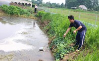 Đồng Nai: Buộc 4 công ty CJ, C.P,  Japfa Comfeed, Sunjin Vina tạm dừng chăn nuôi gia công với 328 trang trại 